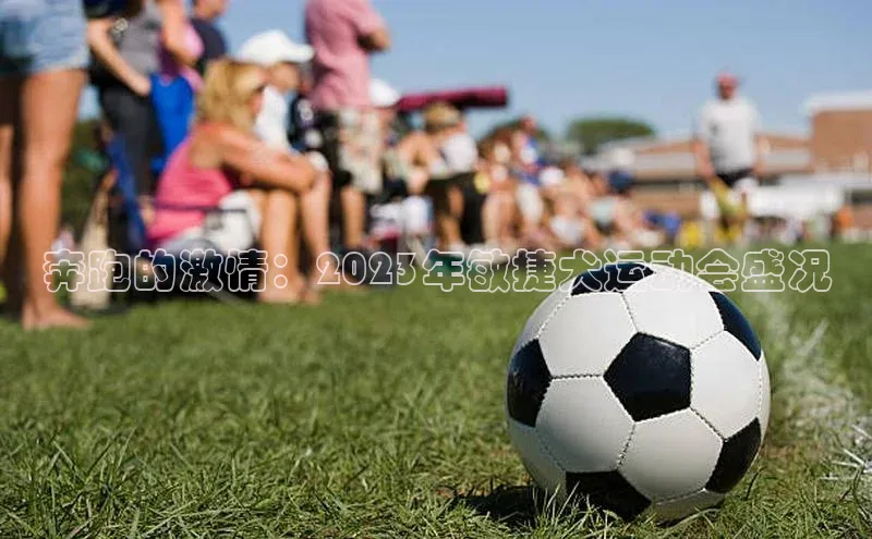 奔跑的激情：2023年敏捷犬运动会盛况